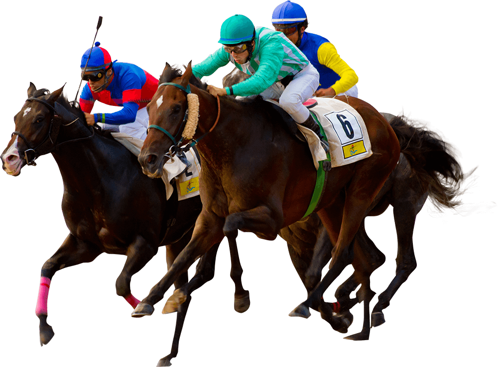 horse - Horse Racing